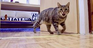 Hidden Camera Shows Extent To Which Cat Misses His Human