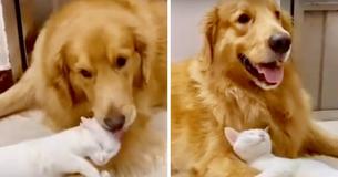 Heartwarming Moment: Golden Retriever Grooms BFF Cat — Kitty Returns Affection With Hug