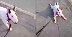 Playing Asleep—Stubborn Terrier Refuses To Go Home After Walk And Sprawls Across Pavement In Protest