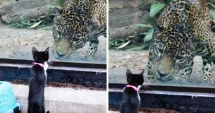 These Shelter Pets Were Taken On A Field Trip To See Their Exotic Relatives At The Local Zoo