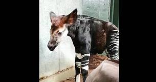 Baby Okapi Born At London Zoo Takes First Wobbly Steps Minutes After Being Born