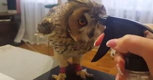 Un bébé hibou fait craquer les internautes à cause de son comportement lors d'une douche avec une bouteille de pulvérisation