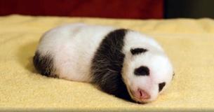 'Plump' One-Month-Old Panda Cub At National Zoo Is Already 'Almost As Round As It Is Long'