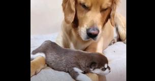 Golden Retriever Falls In Love With BFF's Puppies