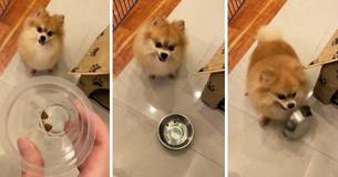 Hungry Puppy Left Fuming After Owner Puts Just Two Little Biscuits In His Bowl