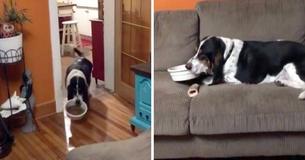 Dog Brings His Bowl To Sofa In Order To Eat Comfortably
