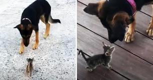 Orphaned Kitten Has Nowhere To Turn, Pleads With Mama Dog To Adopt Her