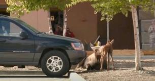 Baby Moose Born In Hardware Store's Parking Lot