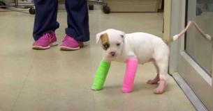Adorable Rescue Pit Bull Wears Casts To Fix Her Deformed Legs