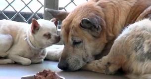 Elderly Dogs Abandoned At Shelter Faced Bleak Future Until Rescuers Arrive