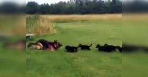 German Shepherd Pups Are Overactive—Mom Makes Stealthy Plan To Wear Them Out