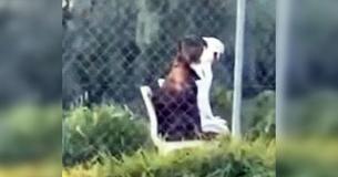 Man Spots Dog Buddies Sitting Side-By-Side On Chairs In Field And Posts Odd Encounter Online