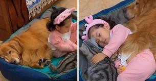Adorable Moment Little Girl Takes Nap With Two Pets As She Hugs Cat And Cuddles Dog