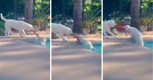 The Ultimate Retriever: Smart Dog Uses Rope Chew Toy To Pull Sister Out Of Swimming Pool After She Falls In