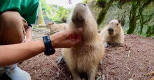 Affectionate Capybaras Line Up For A Good Scratching Session With Their Keeper At A Petting Zoo