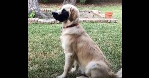 Internet Is Obsessed With Adorable Golden Retriever With Unique Birthmark