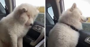 Dog Tired — Exhausted Samoyed Called Dan Dan Drifts Off To Sleep While Standing