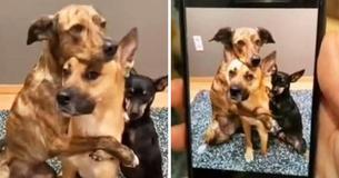 Copy Dogs — Trio Of Canines Strike Poses As They Recreate Images Taken On Owner’s Phone