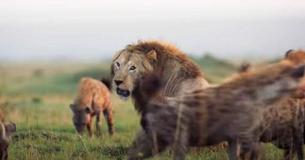 Vingt hyènes entourent un lion, ne lui laissant aucun espoir pour s'échapper, puis son ami arrive