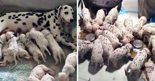 Vet Says Dalmatian Is Going To Deliver Merely Three Puppies — But Newborns Keep On Coming