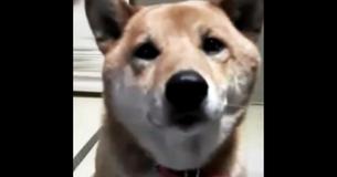 Baasje die hond vraagt om zachtjes te blaffen is hilarisch