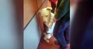 Un chien s'accroche à son propriétaire au refuge quand il comprend qu'il va être abandonné