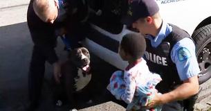 Un père se réunit avec son enfant disparu. Il se rend compte qu'un pitbull errant l'avait protégé
