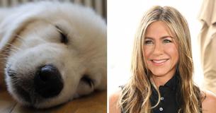 Introducing Lord Chesterfield–Jennifer Aniston's New Puppy: 'He Stole My Heart'