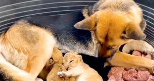 Sweetest German Shepherd Becomes Foster Mother For Abandoned Lion Cubs