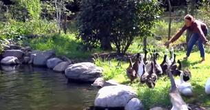 Des canards négligés n'avaient jamais été dans l'eau, mais leurs sauveteurs n'étaient pas préparés à leur réaction