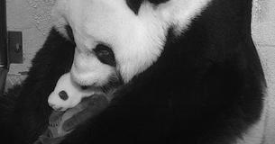 National Zoo Holds Creative Gender Reveal Party For New Baby Giant Panda