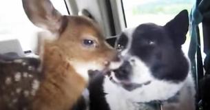 Orphaned Fawn Finds Comfort Alongside ‘Mean’ Dog Who Scares Bears As A Job