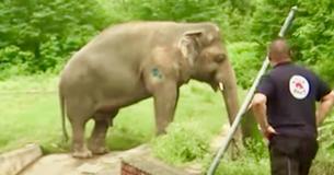 'World's Loneliest Elephant' Kept Chained For 35 Years Finally Freed From Zoo And Offered New Home