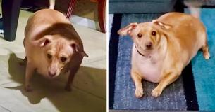 Morbidly Obese Dog Is Unrecognizable Following Woman's Adoption Of Her
