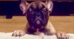 French Bulldog Wants To Get On Couch But Dad Doesn't Allow It