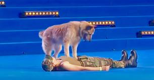 Soldier's Dog Gives Rare And Precise Performance Of Lifetime