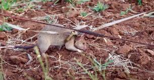 Hero Rat Who Sniffs Out Land Mines And Rescues Human Lives Gets Gold Medal For Bravery