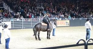 Un cheval entend sa musique préférée et fait un signe de la tête à son propriétaire avant d'épater le public