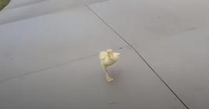 Guy Catches Duckling’s Morning Ritual On Camera After Nobody Believes His Claim