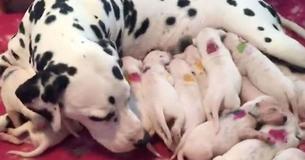Kurz nachdem Dalmatiner Welpen zur Welt bringt, stellt der Tierarzt fest, dass er einen großen Fehler gemacht hat