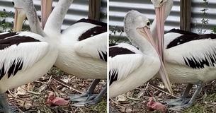 Pelican Couple Wait Six Years For Babies — Become Overjoyed As Egg Finally Hatches