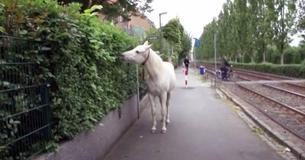 Lone Horse Has Been Taking Herself On Walks Alone Daily For 14 Years With Note Hanging From Her Neck