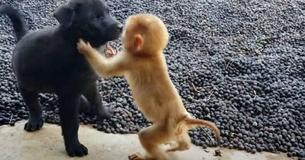 Une guenon orpheline s'approche de chiots curieux et devient rapidement une célébrité sur la toile