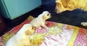 Puppies Get Into Scuffle But Mama’s Comedic Intervention Wins Viewers Hearts