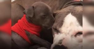 Pit Bull Heartbroken After Losing Newborn Puppies Finds Solace In Orphaned Pup