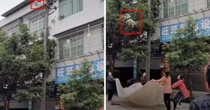 Stray Cat Dangles From Utility Pole And Gets Rescued – Quick-Thinking Onlookers Hold Plastic Sheet To Catch It