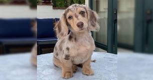 Adorable Dachshund Becomes Online Celebrity Thanks To Her Blue Eyes And Unique Speckled Coat
