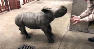 Kleine neushoorn heeft een geweldige tijd, terwijl ze met dierenverzorger speelt