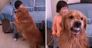 Un Golden Retriever fidèle protège une fille en larmes alors qu'elle est réprimandée par sa mère