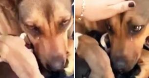 Une maman chien pleure des larmes de joie alors qu'elle se retrouve à nouveau avec ses chiots